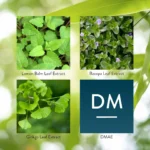 Focus Attention - Image 4