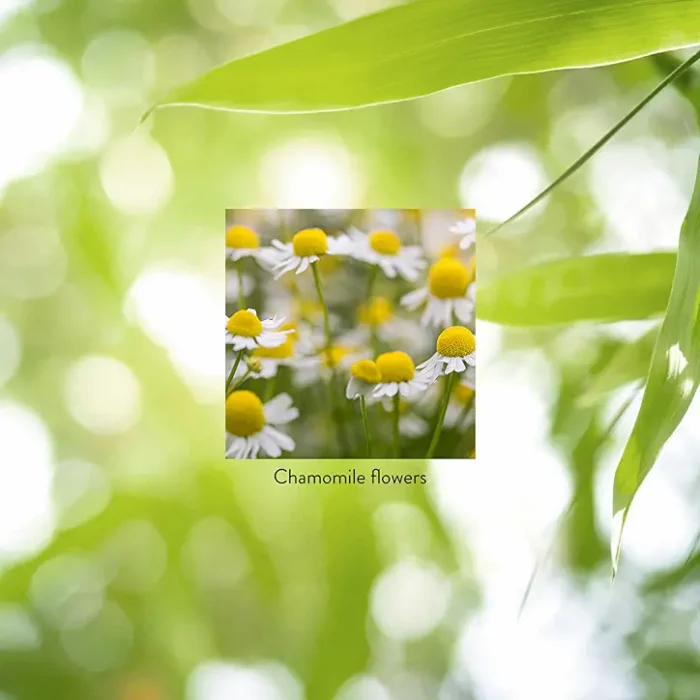 Chamomile - Image 5