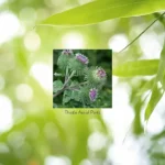 BLESSED THISTLE - Image 5