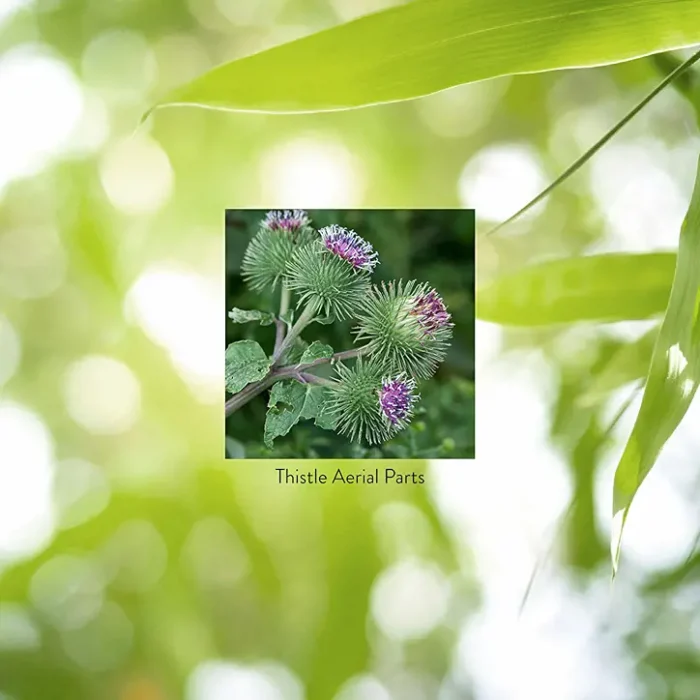 BLESSED THISTLE - Image 5