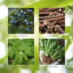 Pro-Pancreas - Image 5