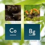 Immune Stimulator - Image 7