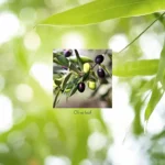 Olive Leaf Extract Concentrate - Image 5