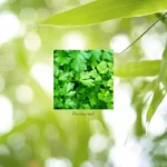 Parsley - Image 4