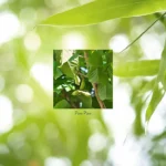 Paw Paw - Image 6