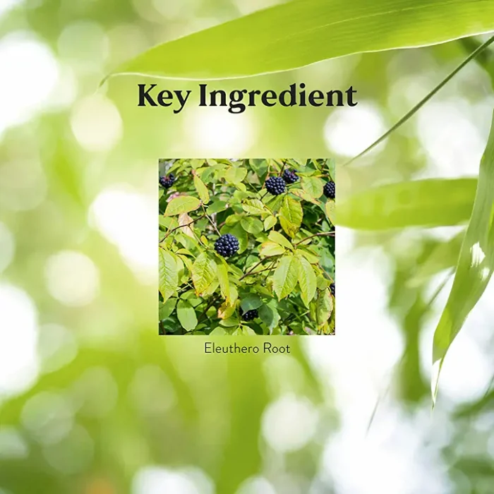 Eleuthero - Image 4