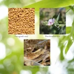 Marshmallow & Fenugreek - Image 5