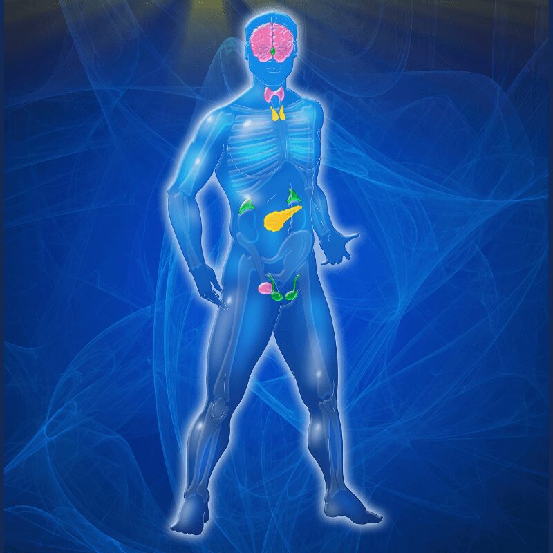 Glandular System Archives Search For Health I Health and Wellness